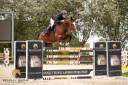 Gelding Other Horse Breed For sale 2018 Bay