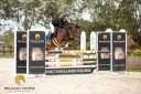 Mare Belgian Riding Pony For sale 2019 Bay