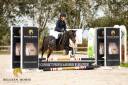 Mare Belgian Riding Pony For sale 2007 Bay