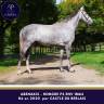 Gelding Thoroughbred For sale 2020 Grey
