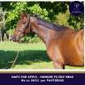 Gelding Thoroughbred For sale 2023 Bay