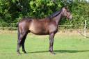 Gelding Selle Français For sale 2019 Bay