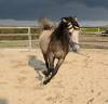 Gelding Spanish Norman  For sale 2022 Buckskin
