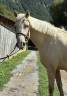 Mare Origin Recorded For sale 2022 Palomino