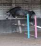 Gelding KWPN Dutch Warmblood For sale 2022 Grey