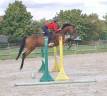 Gelding English Thoroughbred For sale 2021 Bay