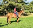 Gelding English Thoroughbred For sale 2019 Chesnut