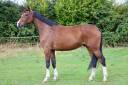 Gelding Selle Français For sale 2018 Bay