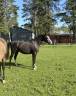 Gelding Welsh Part Bred For sale 2023 Grey