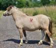 Entire Shetland Pony For sale 2020 Coloured