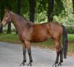 Mare KWPN Dutch Warmblood For sale 2016 Bay