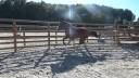 Gelding Selle Français For sale 2016 Bay