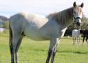 Gelding Connemara For sale 2024 Grey