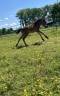 Gelding Origin Recorded For sale 2025 Bay