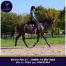 Mare Thoroughbred For sale 2022 Bay
