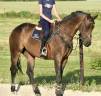 Mare BWP Belgian Warmblood For sale 2017 Dark Bay