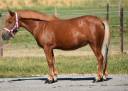 Mare No Origin Recorded For sale 2014 Chesnut