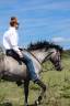 Gelding No Origin Recorded For sale 2021 Grey
