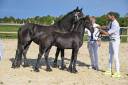 Filly Friesian For sale 2025 Black