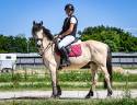 Gelding British Riding Pony For sale 2014 Palomino