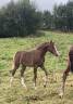 Filly French Saddle Pony For sale 2025 Liver chestnut