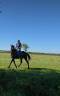 Gelding French Trotter For sale 2020 Black