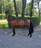 Gelding French Saddle Pony For sale 2021 Dark Bay
