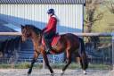 Gelding French Saddle Pony For sale 2021 Dark Bay