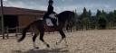 Gelding Lusitano For sale 2018 Buckskin