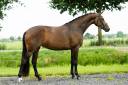 Mare KWPN Dutch Warmblood For sale 2022 Bay
