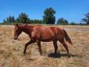 Colt Oldenburg For sale 2024 Chesnut