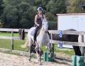 Gelding Lusitano For sale 2016 Grey