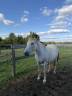 Broodmare Connemara For sale 2009 Grey