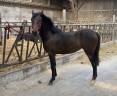 Mare French Saddle Pony For sale 2024 Bay