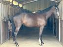 Mare Irish Sport Horse For sale 2020 Black