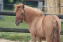 Filly Shetland Pony For sale 2024 Dun