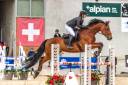 Gelding Selle Français For sale 2012 Bay