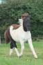 Filly Shetland Pony For sale 2025 Coloured