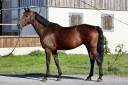 Mare Zangersheide For sale 2019 Bay