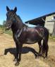 Gelding Menorquin Horse For sale 2016 Black