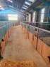 Livery yard  Nord