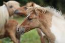 Filly Shetland Pony For sale 2025 Dun