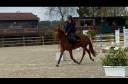 Mare French Saddle Pony For sale 2022 Chesnut