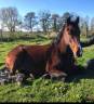 Mare Other Horse Breed For sale 2012 Bay