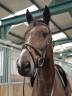 Mare BWP Belgian Warmblood For sale 2013 Bay