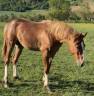 Entire French Saddle Pony For sale 2024 Chesnut