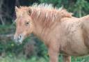 Filly Shetland Pony For sale 2025 Dun