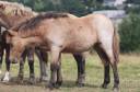 Filly Shetland Pony For sale 2025 Buckskin