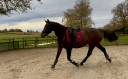 Gelding Selle Français For sale 2021 Bay