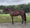 Gelding Zangersheide For sale 2021 Dark Bay